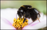 Bumble-Bee eating in our garden