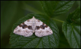 Backfältmätare (Xanthorhoe montanata) - Lönsås