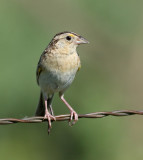2016 Colorado Birds
