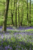 Wendover Woods