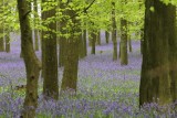 Dockey Wood April