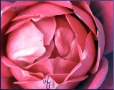 Rose - Details