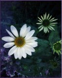 Echinacea.jpg