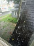 Tuscalossa rain 5515