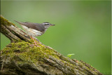 louisiana_waterthrush