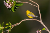 bluewinged_warbler_