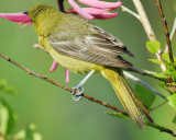 orchard oriole BRD7990.JPG