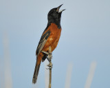 orchard oriole BRD0749.JPG