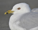 ring-billed gull BRD5122.JPG