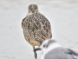 long-billed curlew BRD1421.JPG
