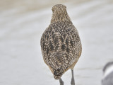long-billed curlew BRD1426.JPG