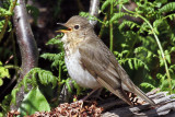 IMG_7218 Swainson's Thrush.jpg