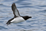 IMG_8014 Razorbill.jpg