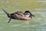 IMG_0593 White-headed Duck female.jpg