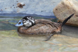 IMG_0634 White-headed Duck.jpg