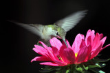 IMG_2656 Ruby-throated Hummingbird female.jpg