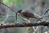 IMG_4693 Hermit Thrush.jpg