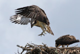 IMG_1427 Osprey.jpg