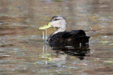 IMG_6066 American Black Duck.jpg