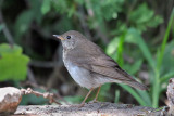 IMG_3500a Gray-cheeked Thrush.jpg