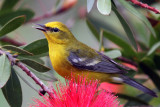 IMG_3032a Blue-winged Warbler.jpg