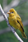 IMG_0722a Summer Tanager female.jpg