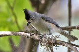 IMG_0096a Black- crested Titmouse.jpg