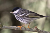 IMG_3429a Blackpoll Warbler.jpg
