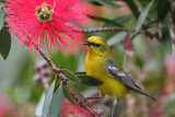 IMG_3024a Blue-winged Warbler.jpg