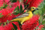 IMG_0979a Hooded Oriole male.jpg