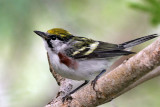 IMG_3299a Chestnut-sided Warbler.jpg