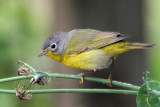 IMG_3151a Nashville Warbler.jpg