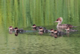 IMG_6457 Hooded Mergansers.jpg