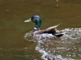 IMG_1311 Mallard.jpg
