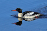 IMG_7267a Common Merganser male.jpg