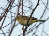 IMG_6428 Palm Warbler.jpg