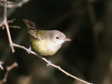 IMG_6981 Bell's Vireo.jpg