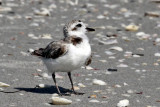 IMG_0309a Snowy Plover.jpg
