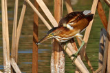 IMG_0066a Least Bittern.jpg