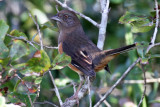 IMG_1898a Eastern Towhee female.jpg