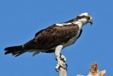 IMG_9732a Osprey.jpg