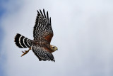 IMG_1546a Red-shouldered Hawk.jpg