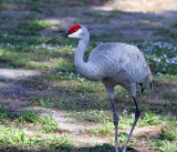 IMG_4525b Sandhill Crane.jpg