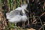 IMG_5911a Snowy Egret.jpg