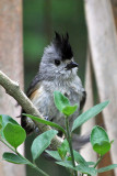 IMG_1235a Black-crested Titmouse.jpg