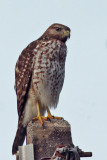 IMG_8700a Red-shouldered Hawk juvenile.jpg