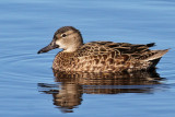 IMG_7351a Blue-winged Teal female.jpg