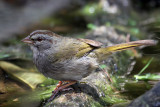 IMG_1573a Olive Sparrow.jpg