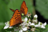 IMG_9608a Atlantis Fritillary.jpg