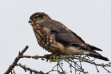 IMG_8563a Merlin.jpg
